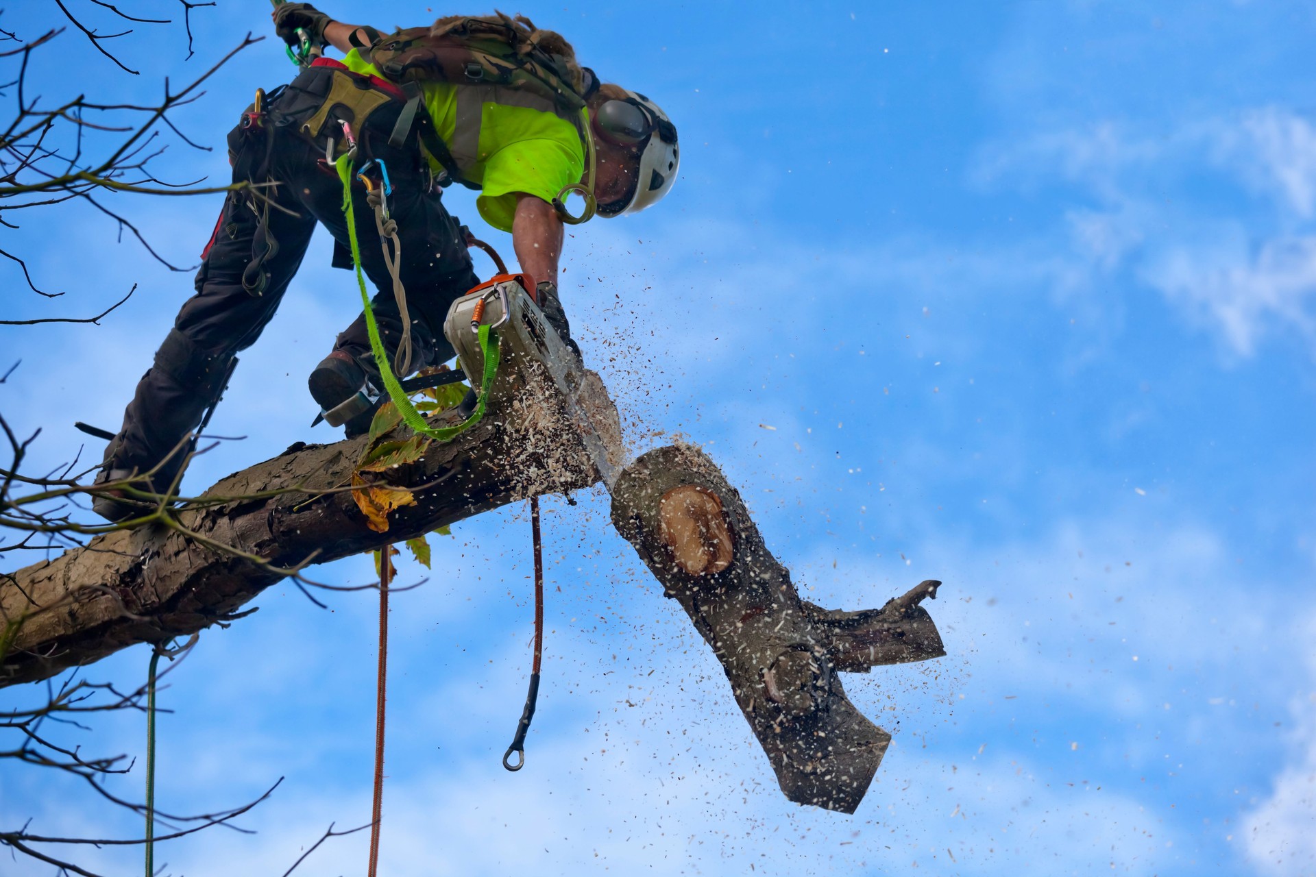 Cirujano de árbol corta rama de castaño enfermo